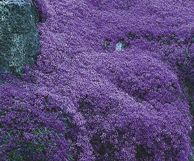 Smalbladet Timian, Thymus Serphyllum, krybende staude til stenbede