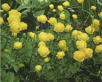 Engblomme gul Trollius europaerus