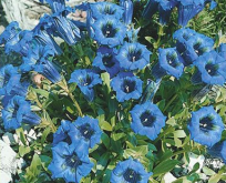 Trompet Ensian, Gentiana Acaulis. Blå blomster, med sort midt.
