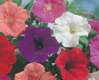 Petunia Confetti multiflora Mixed F2