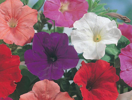 Petunia Confetti multiflora Mixed F2