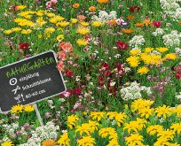 Japansk blomsterplæne, lav blomsterblanding, til stenbed