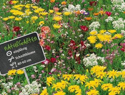 Japansk blomsterplæne, lav blomsterblanding, til stenbed