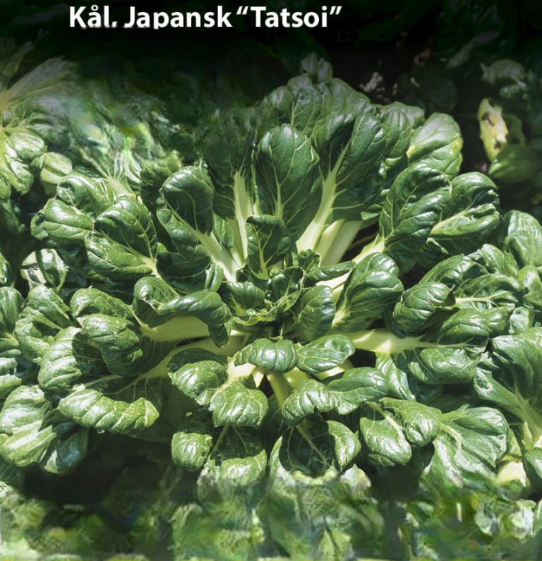 Kål, japansk tatsoi
