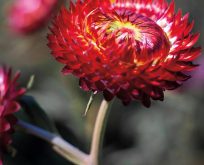Kæmpeevighedsblomst, rød, Helichrysum