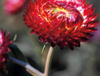 Kæmpeevighedsblomst, rød, papirblomst
