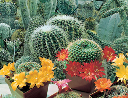 Kaktus frø blanding, Cactus Flowers of the Desert