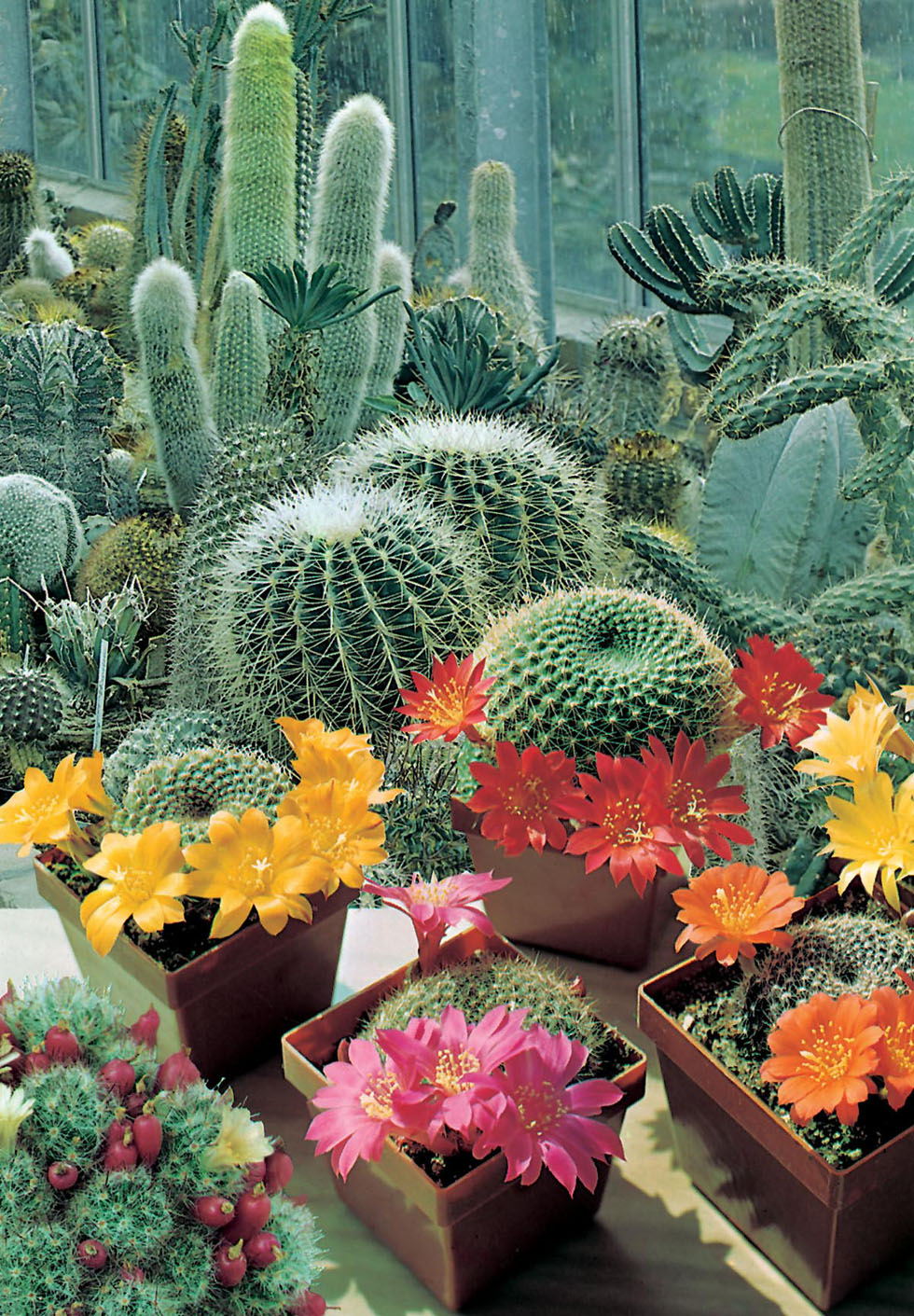 kaktus blanding - Jyllands