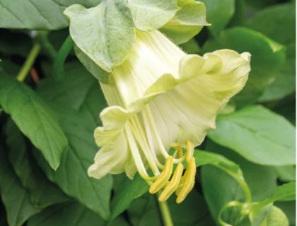 Klokkeranke hvid – white