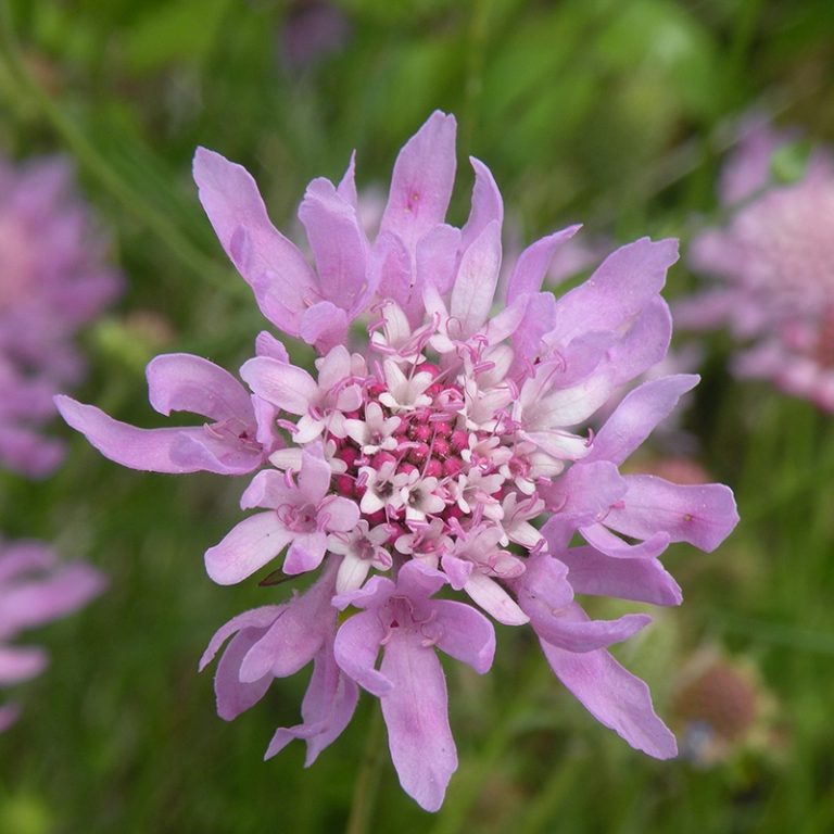Blåhat frø, knautia arvensis