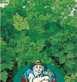 kørvelfrø til  mikrogrønt.