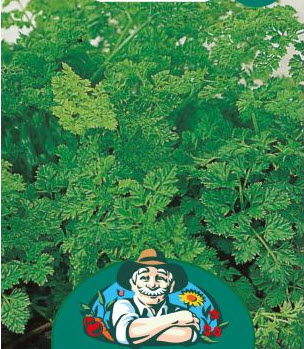 kørvelfrø til  mikrogrønt.