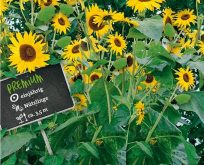 Helianthus solsikke Amerikansk gigant/Kong F1