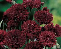 Kornblomst. Centaurea cyanus Black Ball.