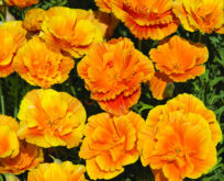 California Poppy Lady Marmalade