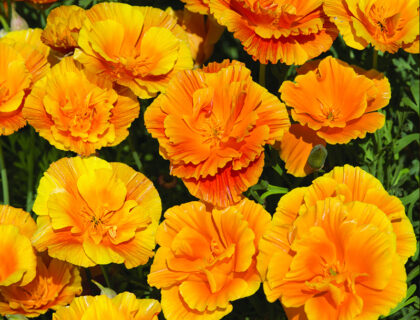 California Poppy Lady Marmalade