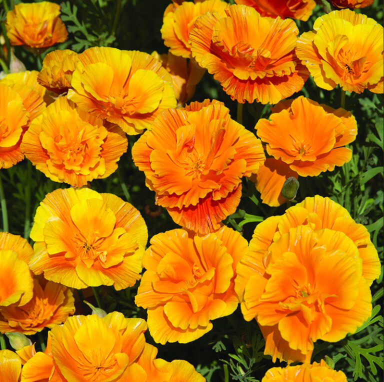 Guldvalmue, California Poppy Lady Marmalade