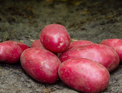 Læggekartoffel Red Bullet 1,5kg