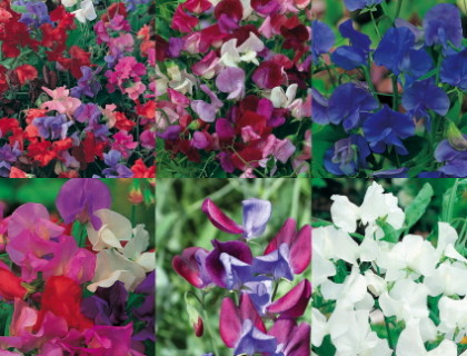 Lathyrus ærteblomst blanding 6 sorter.