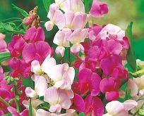 Lathyrus flerårig. StaudeLathyrus. Everlasting Mix af farver.