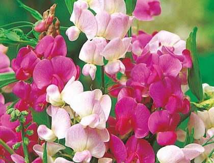 Lathyrus flerårig. StaudeLathyrus. Everlasting Mix af farver.