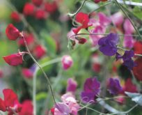 Lathyrus Ærteblomst Mix af lilla, pink og røde farver.