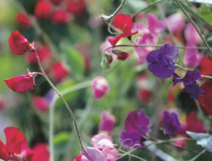 Lathyrus Ærteblomst Mix af lilla, pink og røde farver.