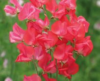 Lathyrus, ærteblomst Nightingale rød