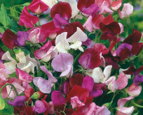 Lathyrus Old Spice Gammel blanding