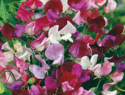 Lathyrus Old Spice Gammel blanding