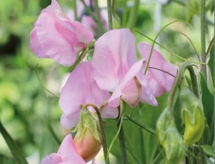 Lathyrus, Old Spice Donna