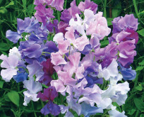 Lathyrus Twilight, blå og lilla i samme blomst.