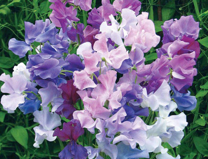 Lathyrus Twilight, blå og lilla i samme blomst.