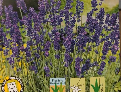 Lavendel ægte. Mørk lilla.