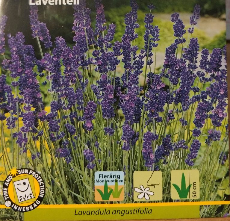 Lavendel ægte. Mørk lilla.