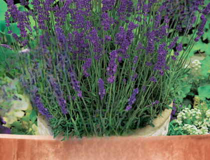 Lavendel – En dybblå skønhed til din have
