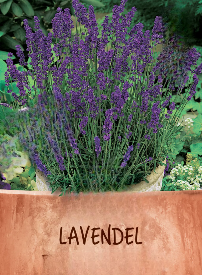 Lavendel – En dybblå skønhed til din have