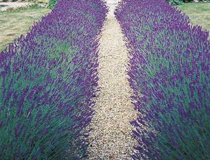 Lavendel, hidcote blue.