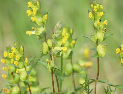 Liden skjaller, Rhinanthus minor