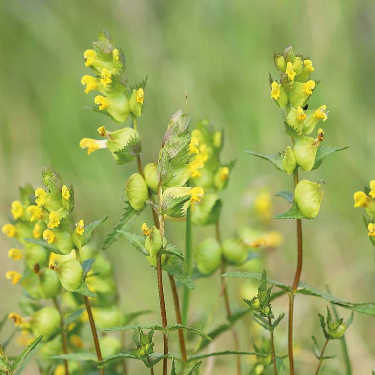 Liden skjaller, Rhinanthus minor