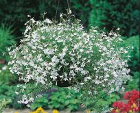 Lobelia hvid. White Fountain