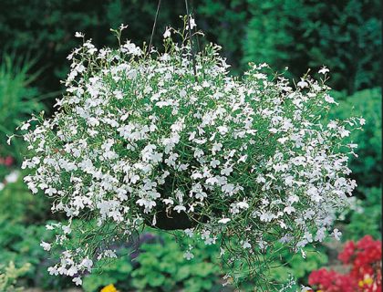 Lobelia hvid. White Fountain