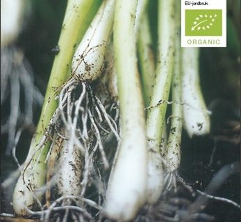 Løgfrø, forårsløg Øko, Long White Ishikura