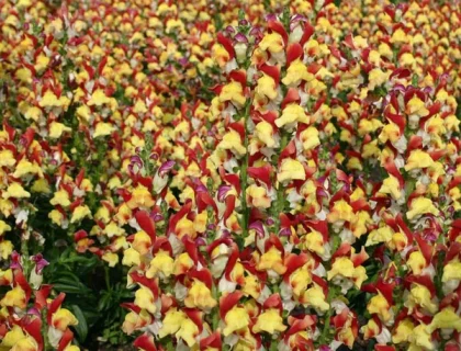 Løvemund, Antirrhinum, Mango Twist