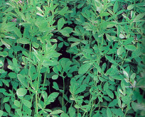 Lucerne Alfalfa, 25g.