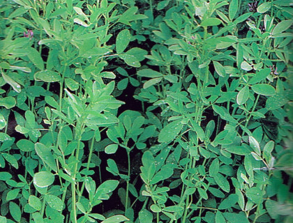 Lucerne Alfalfa, 25g.