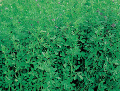 Lucerne frø – til spirer eller grøngødning Nyt liv til dårlig jord. ca 130g