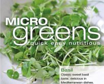 Microgrønt, basilikum