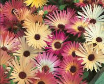 Middagsblomst Livingstone daisy Mixed