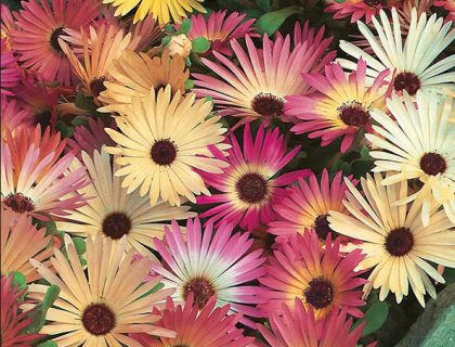 Middagsblomst Livingstone daisy Mixed